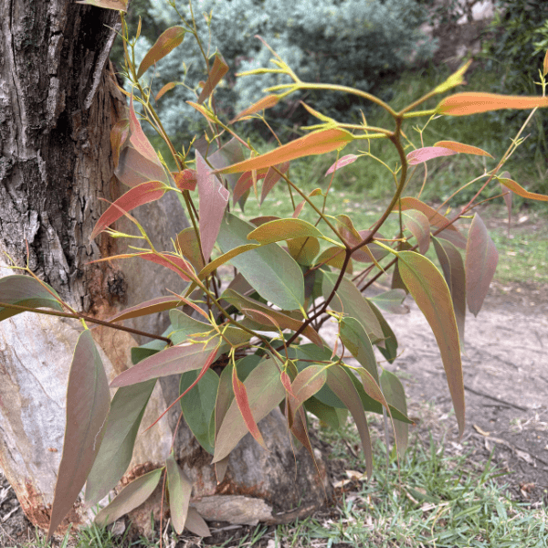 Native Australian eucalyptus leaves